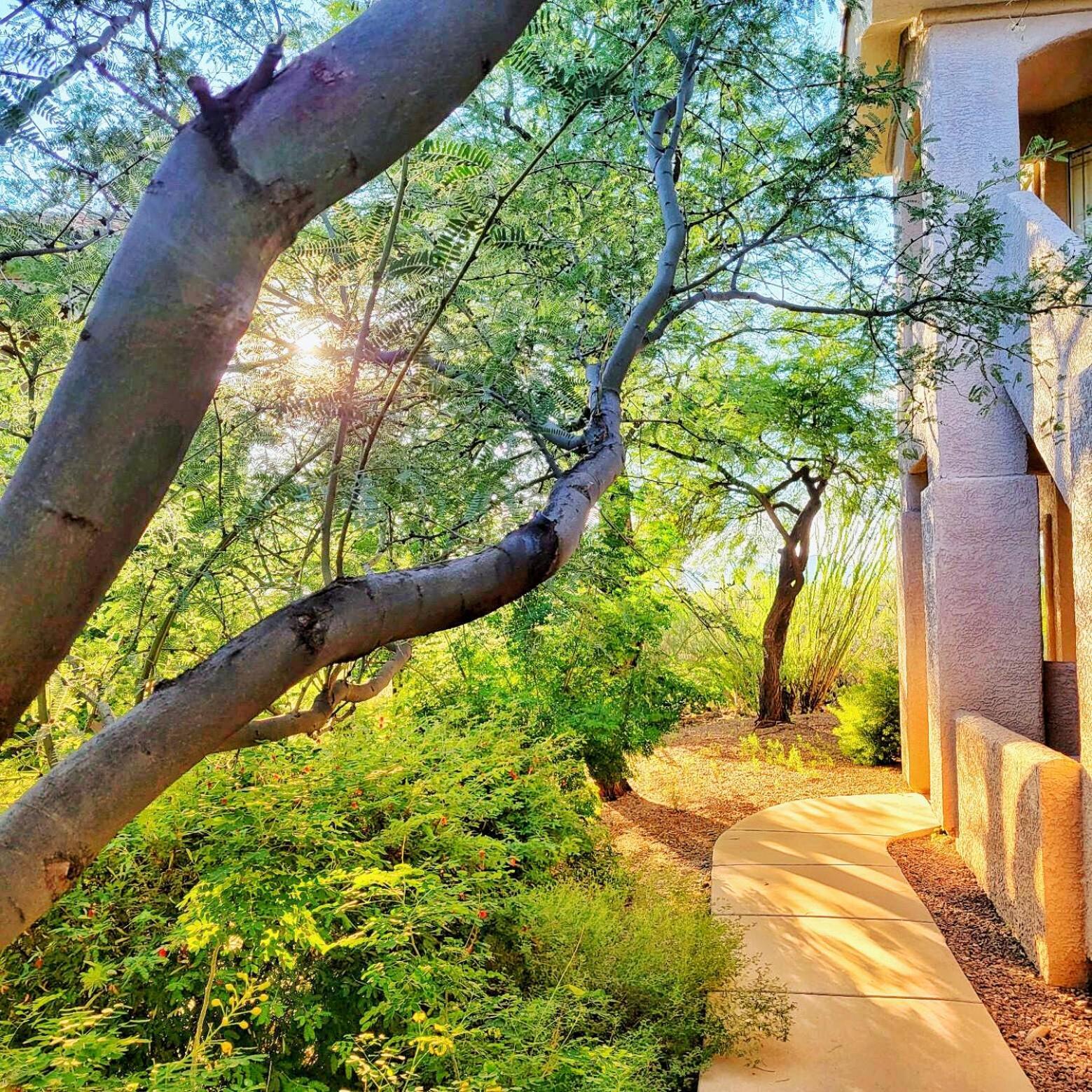 אורו ואלי Luxury 3Bd 2Ba Home Near Tucson With Desert Views - Low Summer Rates! מראה חיצוני תמונה